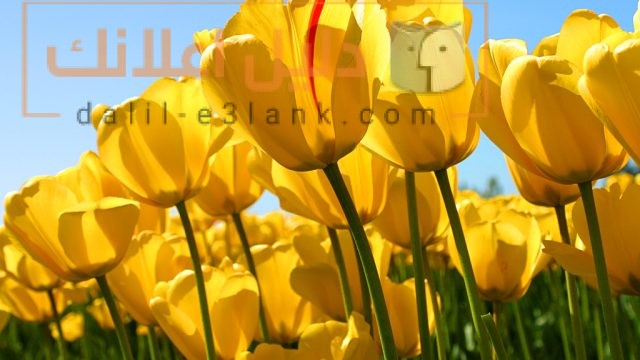 Tulips